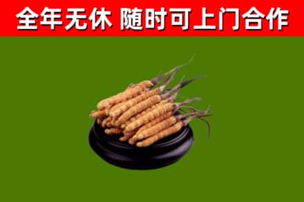 新华区回收冬虫夏草