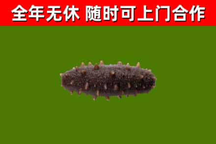 新华区回收海参干
